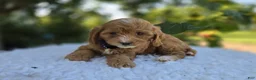 Cavapoo dogs for sale: Shelly - Ad 4