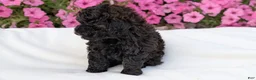 Toy Poodle dogs for sale: Carter - Ad 9