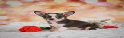 Chihuahua dogs for sale: Bailey - Ad 4