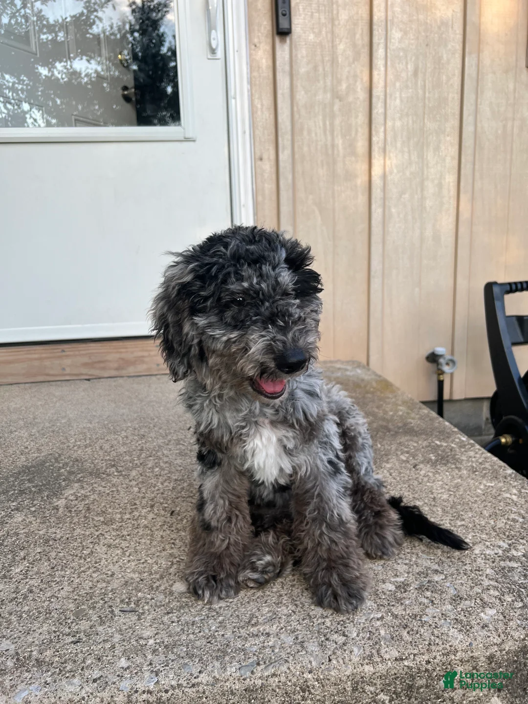 Mini Goldendoodle dogs for sale: MILO 🦴 14 Week Old Blue Merle Mini Goldendoodle - Ad 2