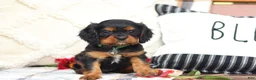Cavalier King Charles Spaniel dogs for sale: Mike - Ad 8