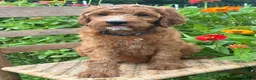 Irish Doodle dogs for sale: Maple - Ad 10