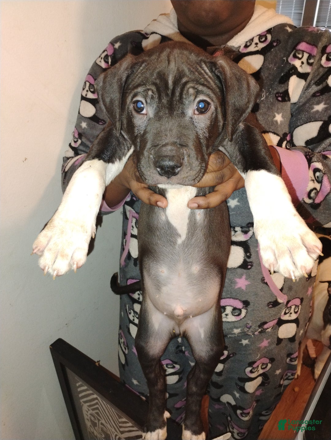 Mixed Breed dogs for sale: Rollie  - Ad 1