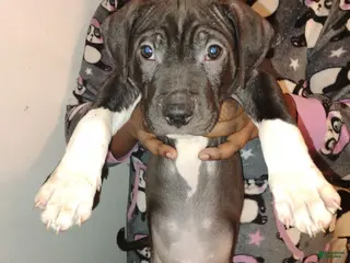 Mixed Breed dogs Rollie - Ad 16