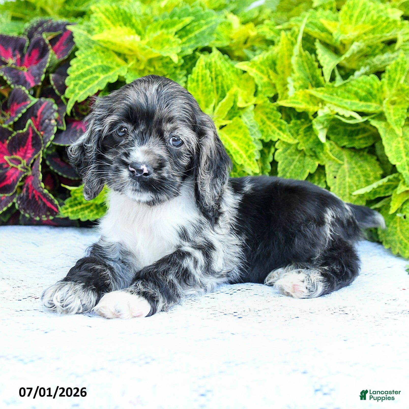 English Cocker Spaniel dogs Danelle - Ad 2