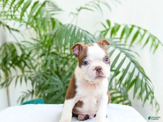 Boston Terrier dogs - Ad 20