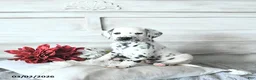 Dalmatian dogs for sale: Moose - Ad 3