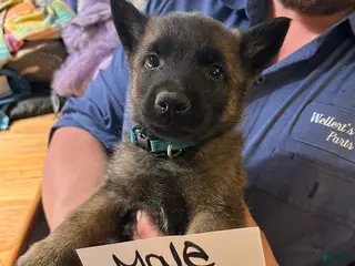 Mixed Breed dogs Mixed Breed Puppy 1 - Ad 16