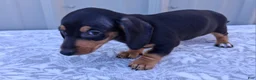 Miniature Dachshund dogs for sale: Elaine - Ad 3