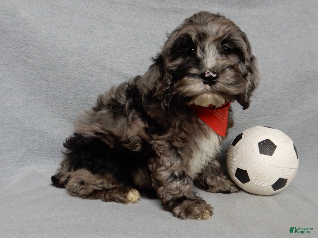 Cockapoo dogs for sale: Bentley - Ad 5