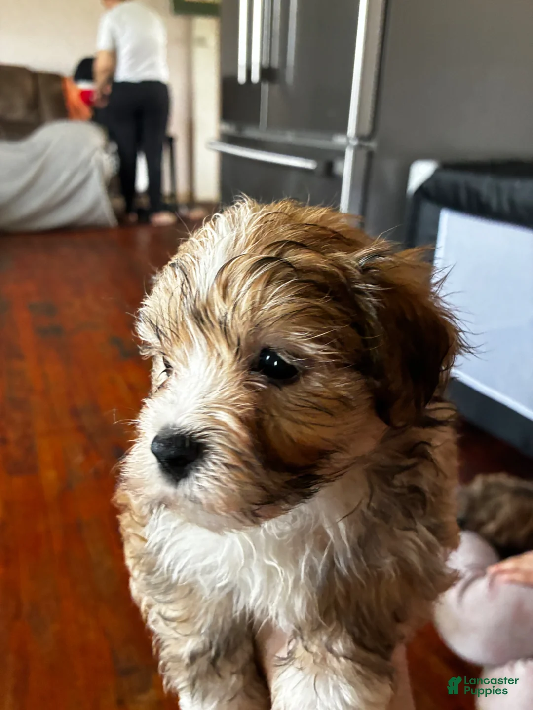 Bichon Frise dogs for sale: Bichon Frise Puppy 1 - Ad 2