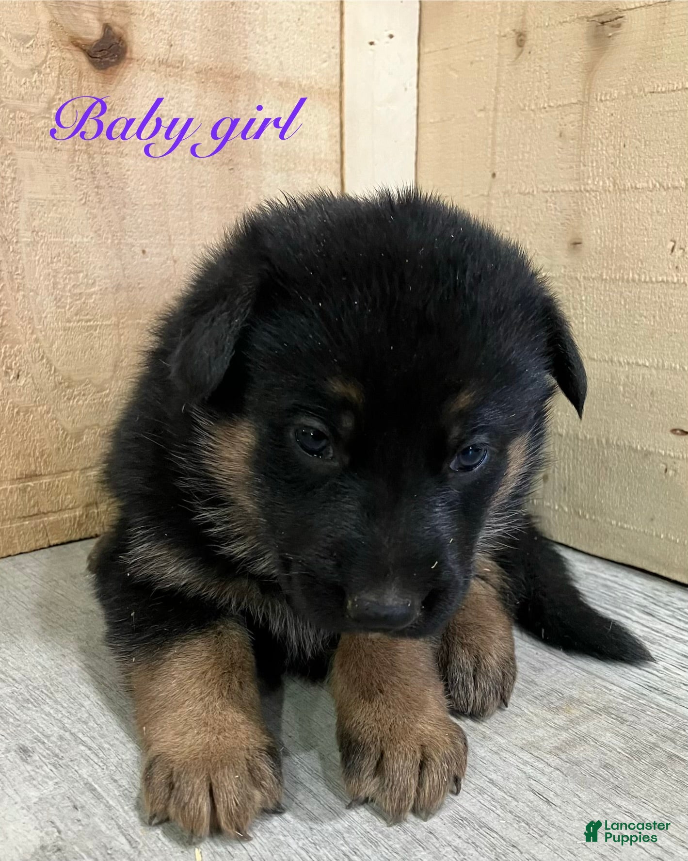 German Shepherd dogs German Shepherd Puppy 6 - Ad 5