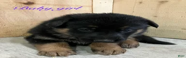 German Shepherd Puppy 6
