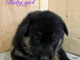 German Shepherd dogs German Shepherd Puppy 6 - Ad 5