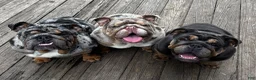 English Bulldog dogs for sale: Glo - Ad 5