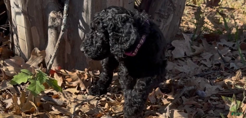 Goldendoodle dogs Mocha - Ad 2