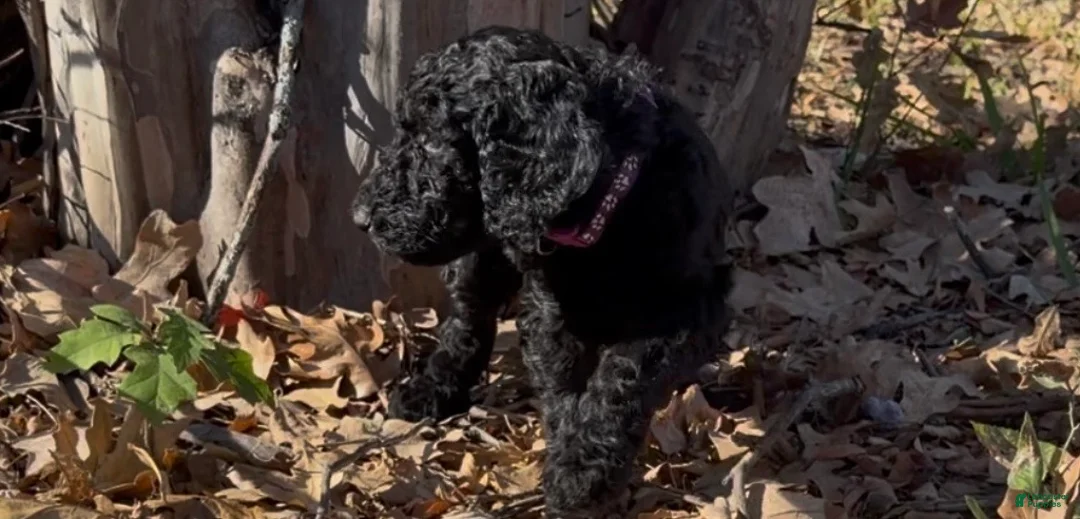 Goldendoodle dogs for sale: Mocha - Ad 2