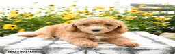 Bichpoo dogs for sale: Axel - Ad 4