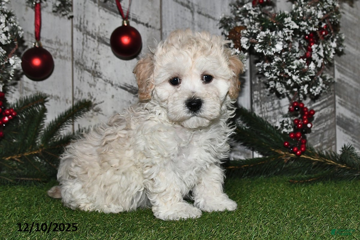 Maltipoo dogs Ricky - Ad 11
