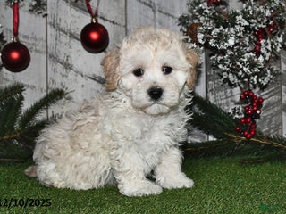Maltipoo dogs Ricky - Ad 13