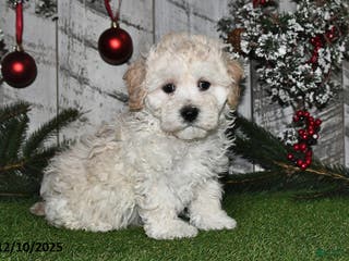 Maltipoo dogs Ricky - Ad 42