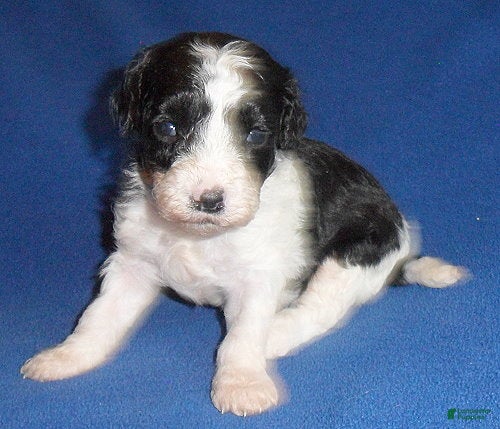 Shihpoo dogs Snoopy - Ad 1