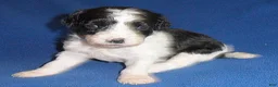 Shihpoo dogs for sale: Snoopy - Ad 1