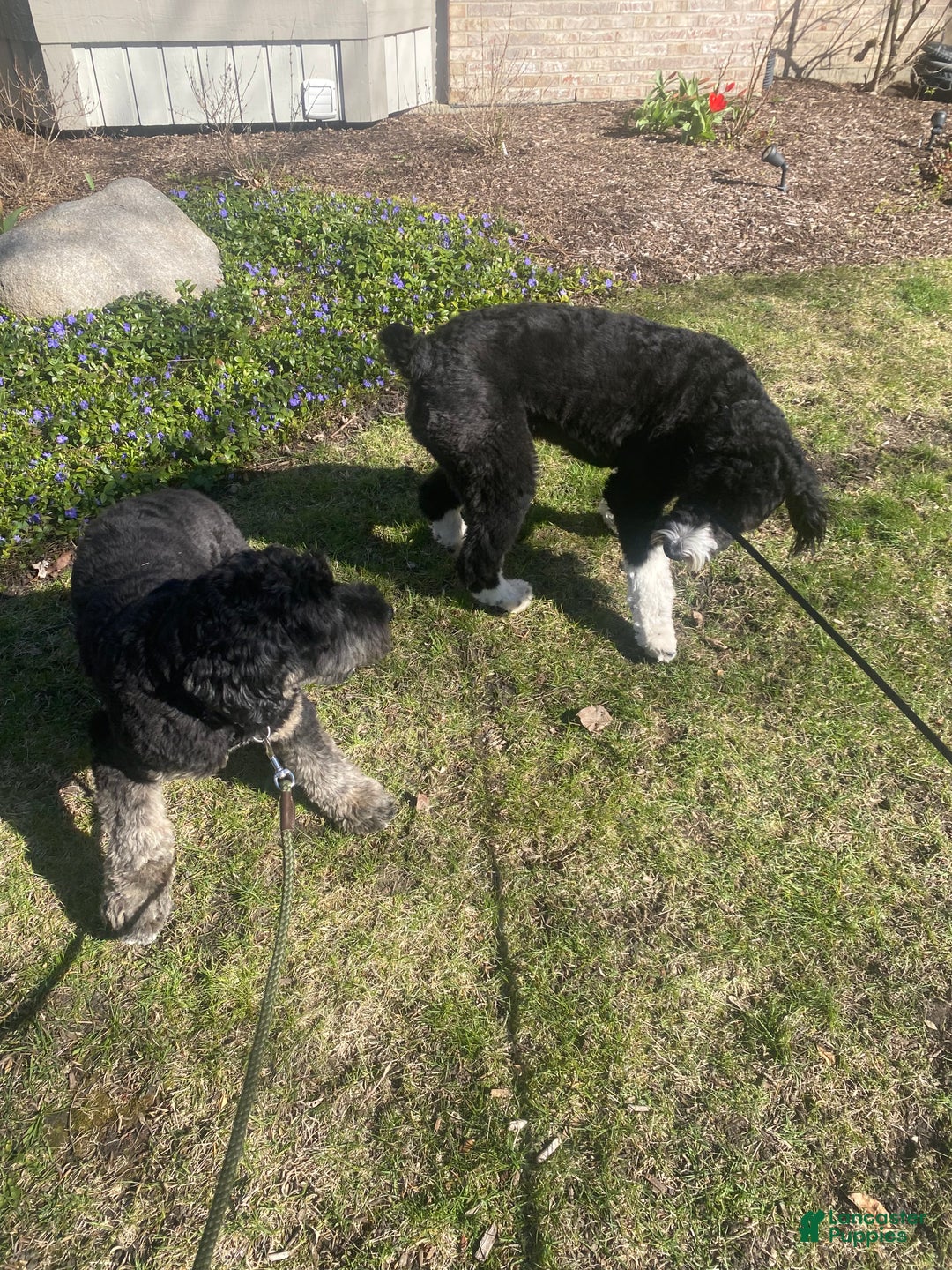 Mixed Breed dogs for sale: female # 3 English Shepherd Doodle - Ad 16