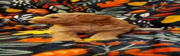 Mini Goldendoodle dogs for sale: Mountain Goldendoodle - Hazel - Ad 25