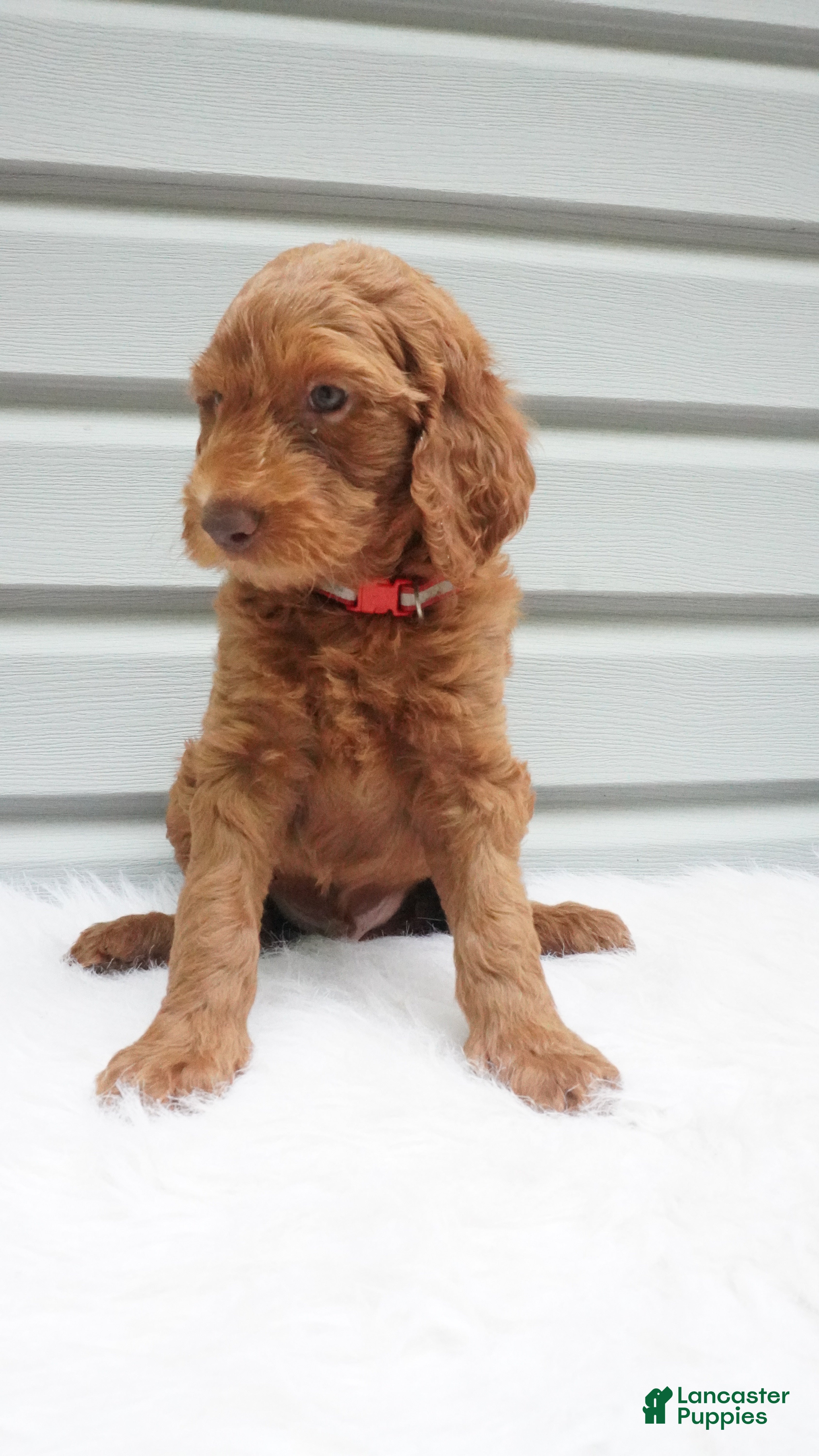 Goldendoodle dogs Blaze  - Ad 2