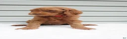 Goldendoodle dogs for sale: Blaze  - Ad 2