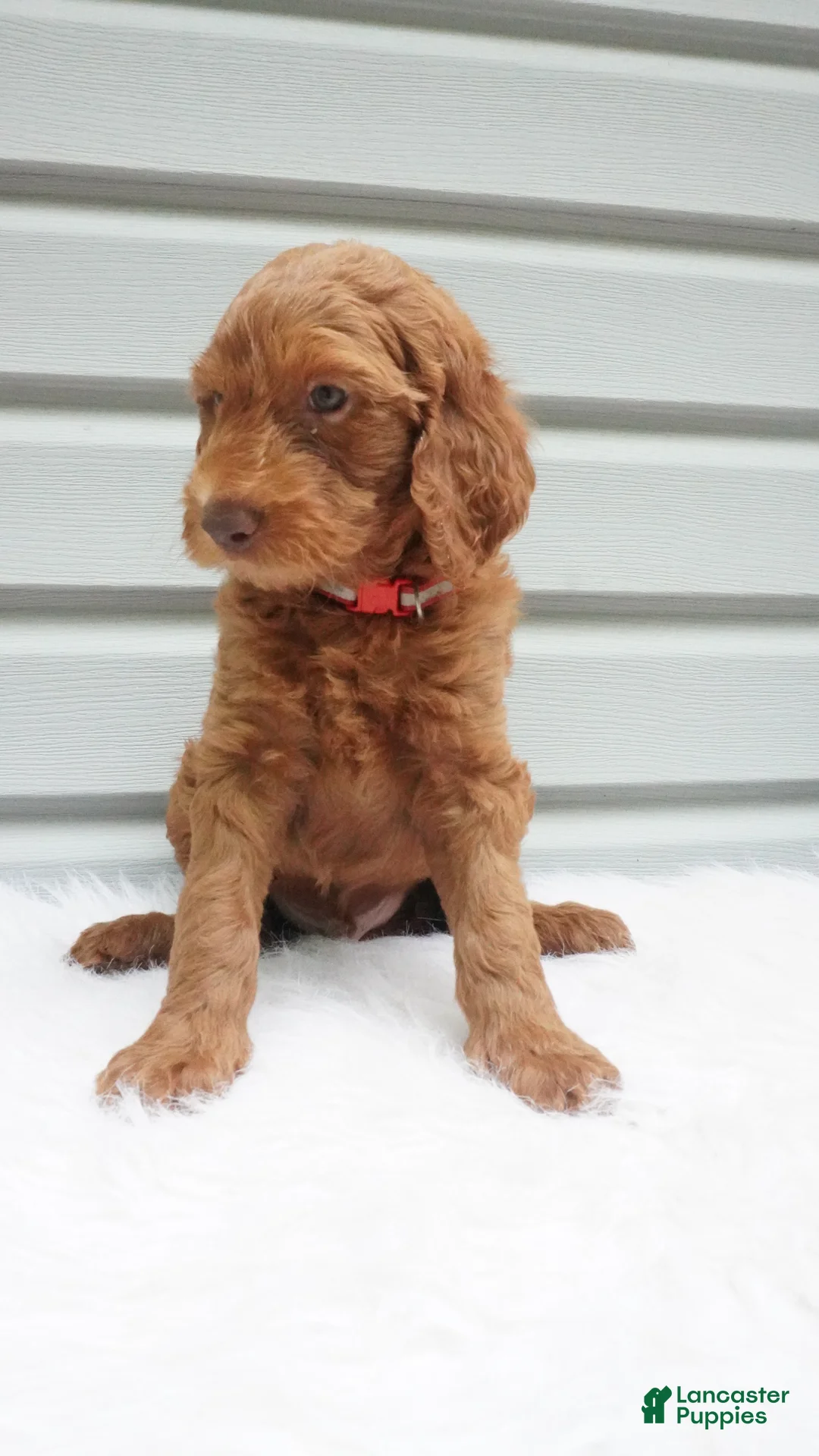 Goldendoodle dogs for sale: Blaze  - Ad 2