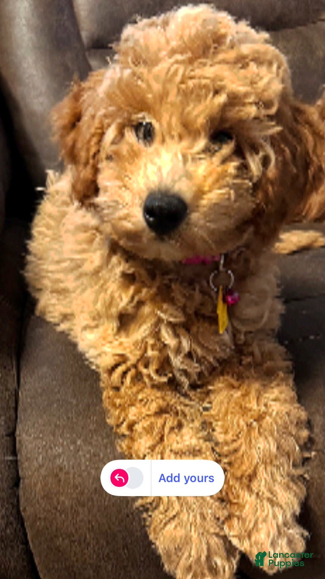 Mixed Breed dogs Indy - Ad 1