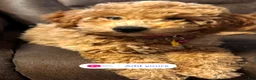 Mixed Breed dogs for sale: Indy - Ad 1