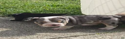 English Bulldog dogs for sale: Rosie - Ad 5