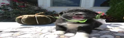 Mixed Breed dogs for sale: Mixed Breed 2 Roger - Ad 4