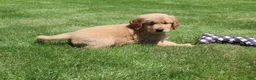 Golden Retriever dogs for sale: Ollie - Ad 8