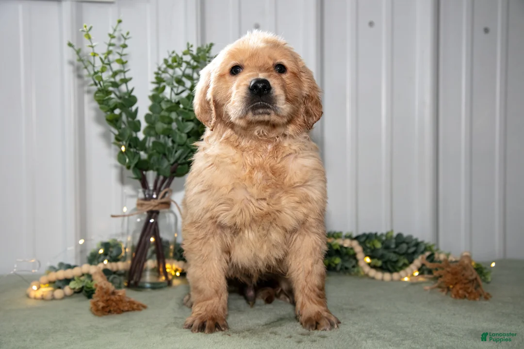 Golden Retriever dogs for sale: Hunter - Ad 3