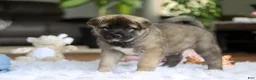 Akita dogs for sale: Ace - Ad 3