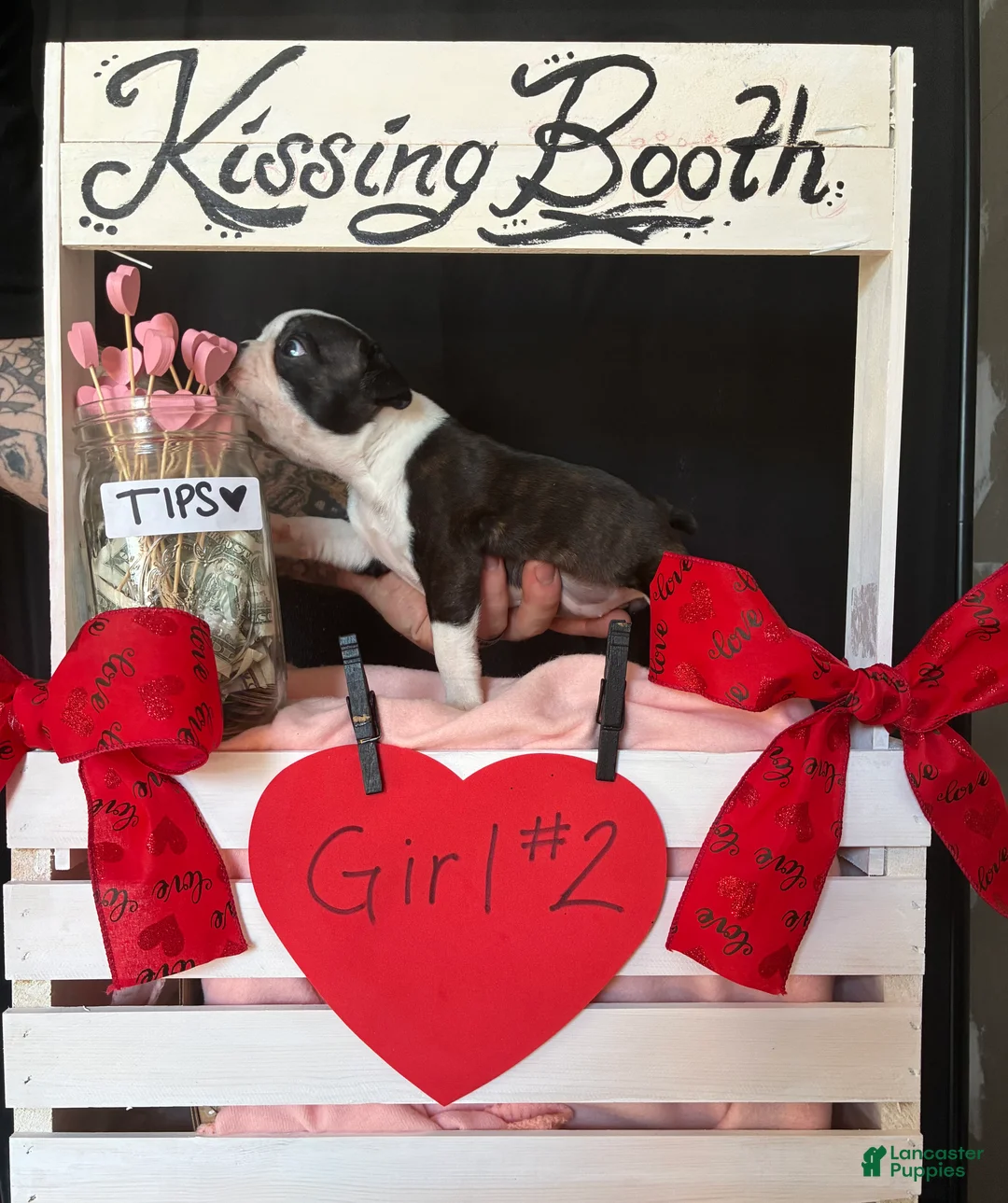 Boston Terrier dogs for sale: Boston Terrier Puppy 4 - Ad 4