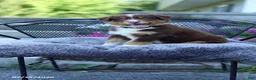 Australian Shepherd dogs for sale: Rusty - Ad 3