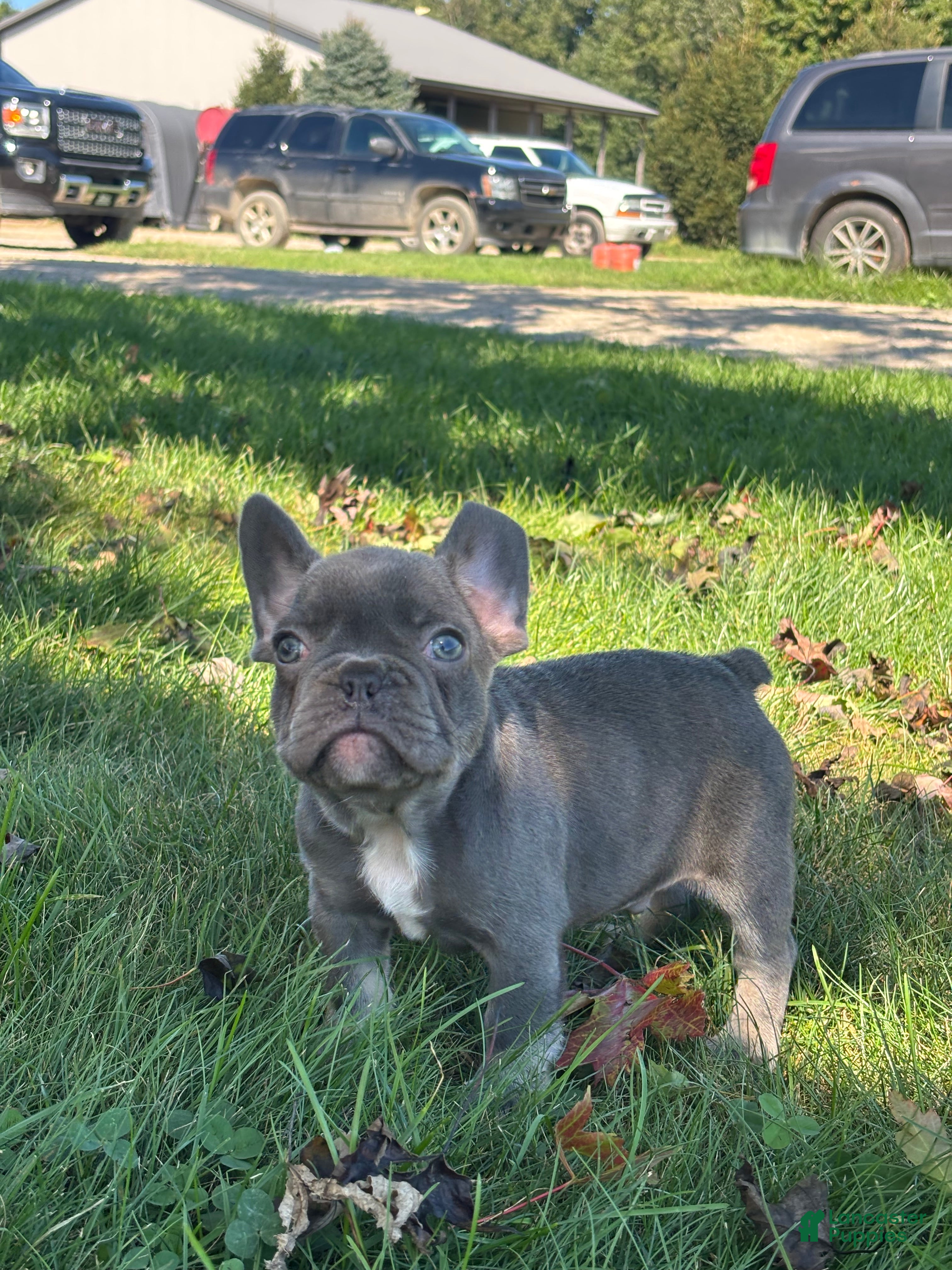 French Bulldog dogs Kayden - Ad 2