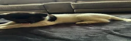 Akita dogs for sale: Akita 5 - Ad 4
