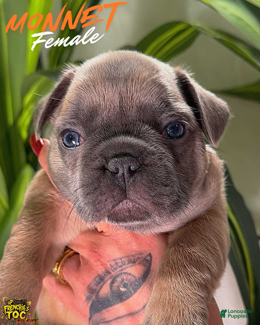 French Bulldog dogs MONNET - Ad 19