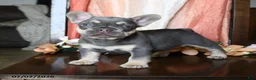 French Bulldog dogs for sale: Hanson - Ad 2