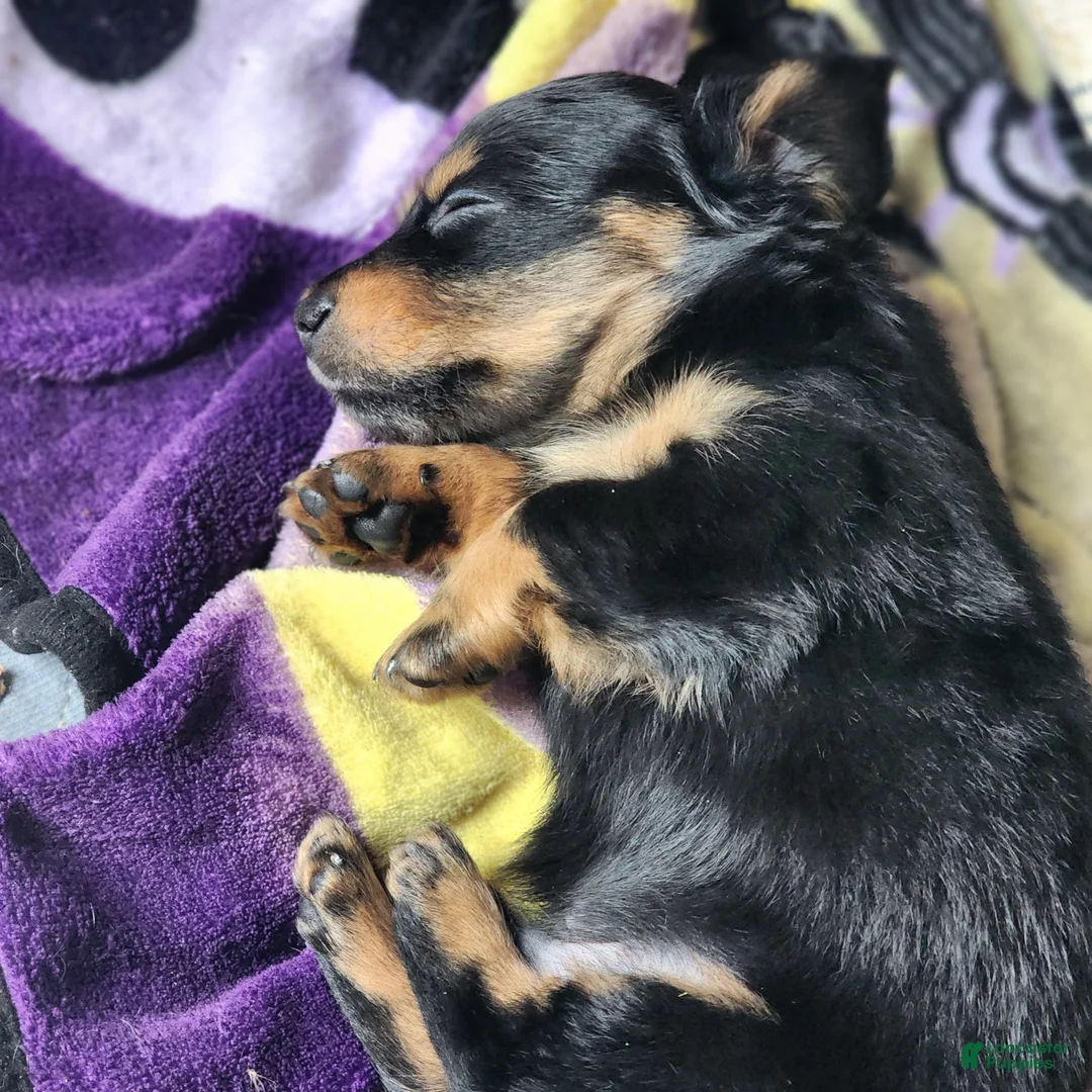Dachshund dogs for sale: Rome - Ad 4