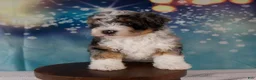 Mini Bernedoodle dogs for sale: Crew - Ad 3