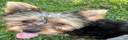 Yorkshire Terrier dogs for sale: Yorkshire Terrier Puppy 1 - Ad 18