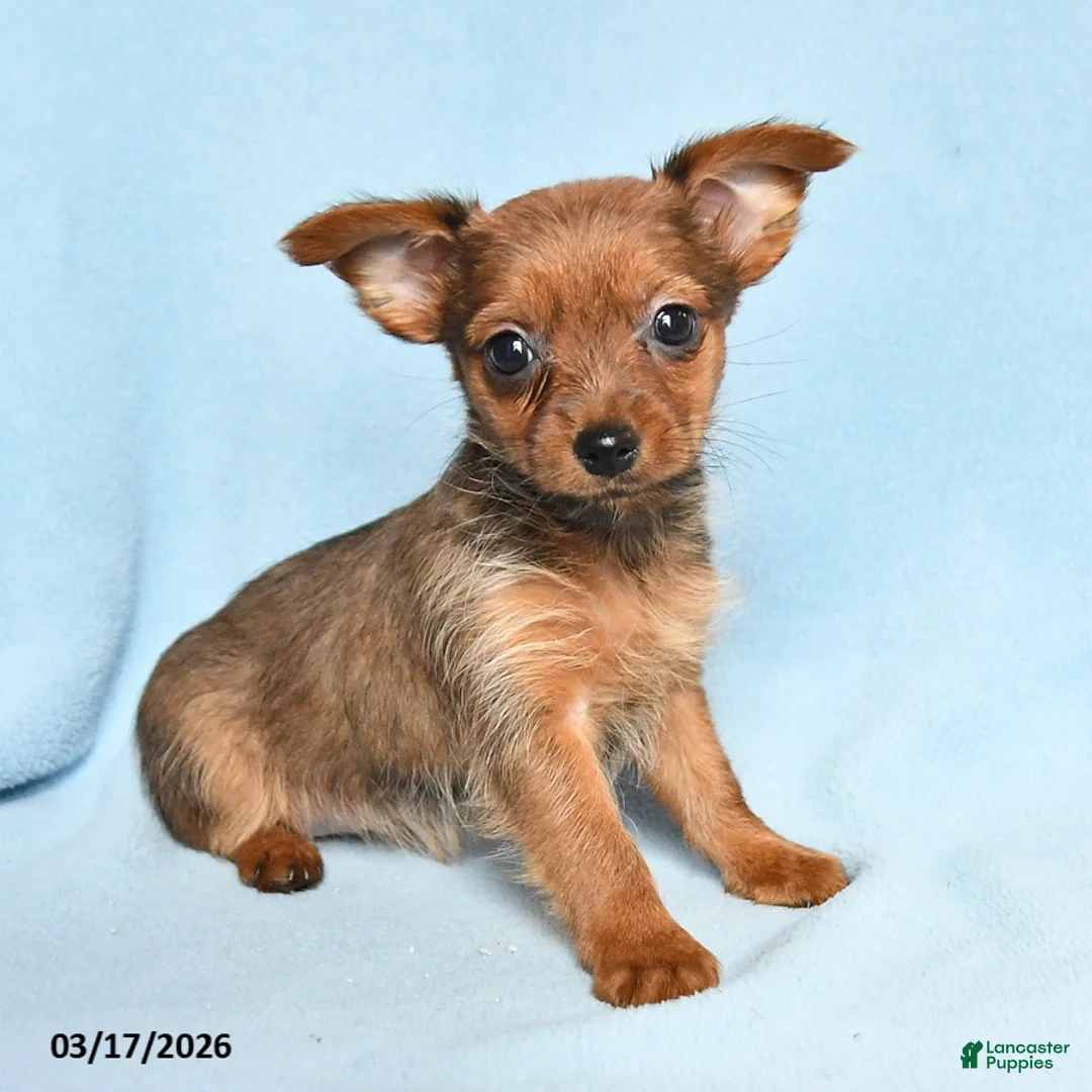 Mixed Breed dogs for sale: Penny - Ad 2