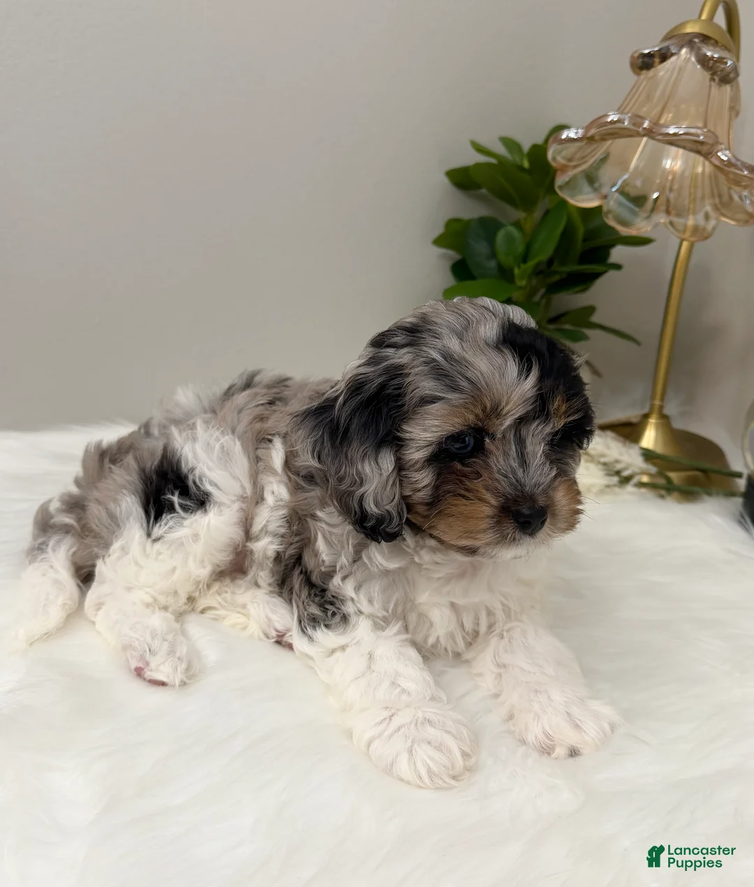 Cavapoo dogs for sale: Sunday  - Ad 9